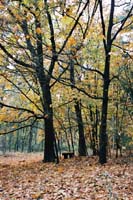 autumn2003p107F1000027