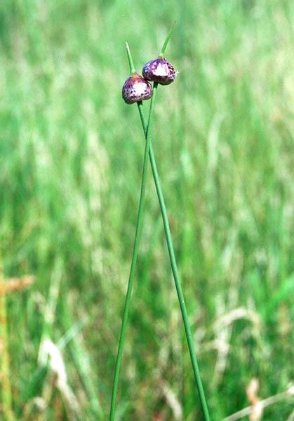 con06-grass002print_
