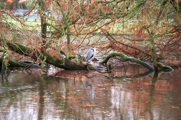 ses00-autumn2000p0101heron_