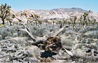 jtnp108F1010035_